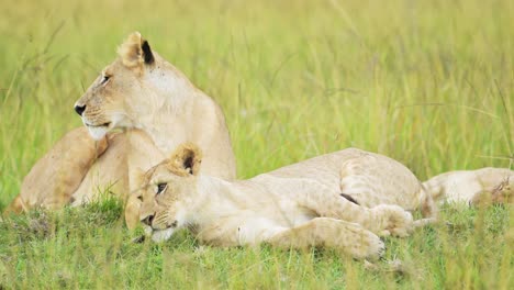 Stolz-Der-Löwen-Im-Langen-Savannengras,-Afrikanisches-Wildtiersafaritier-Im-Masai-Mara-Nationalreservat-In-Kenia,-Afrika,-Porträt-Zweier-Weiblicher-Löwin-Aus-Nächster-Nähe-In-Savannengräsern-Aus-Niedrigem-Winkel