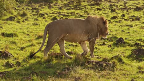 Cámara-Lenta-De-León-Macho-Caminando-Y-Merodeando,-Animales-Africanos-En-Un-Safari-De-Vida-Silvestre-Africana-En-Masai-Mara-En-Kenia-En-Masai-Mara,-Cardán-De-Seguimiento-De-Steadicam-Después-Del-Disparo-De-Cerca
