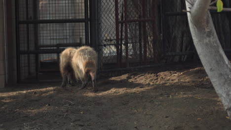 Two-capybaras-in-captivity-walking-into-a-cage