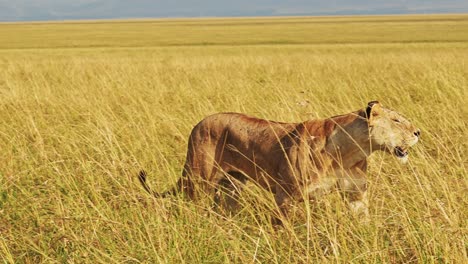 Slow-Motion-of-Lion-Walking,-Lioness-Prowling-and-Hunting-in-Long-Tall-Grass,-Africa-Animals-on-Wildlife-Safari-in-Savanna-Grasses-Grassland-in-Masai-Mara-Plains-in-Kenya,-Maasai-Mara