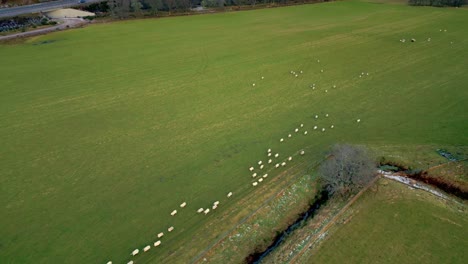 A-flock-of-sheep-running-across-a-large-grassland-surrounded-by-mountainous-forest