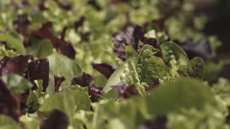 The-green-and-purple-leaves-of-lettuce