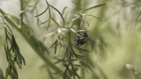 Beautiful-ladybird-clinging-to-and-climbing-on-leaves-of-plant