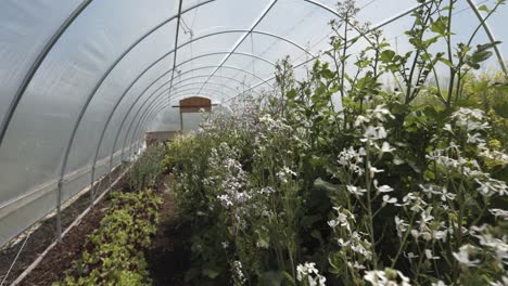 Interior-of-a-greenhouse-full-of-colourful-plants-and-flowers-in-bloom