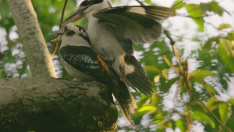 A-pair-of-kookaburra-mating-in-slow-motion