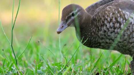 Female-Australian-wood-duck-eats-flower-buds-on-green-grass-in-slow-motion