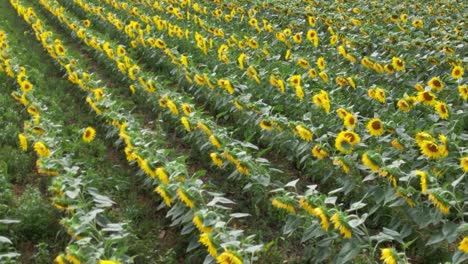 field-of-sunflowers-in-France