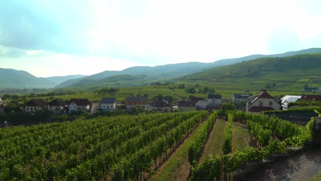 Rows-of-Vineyards-of-old-town-of-Weisskirchen,-in-the-Wachau-region-of-Austria