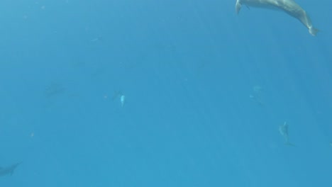 Eine-Gruppe-Delfine-Gleitet-Anmutig-Durch-Das-Glitzernde-Wasser-–-Unterwasseraufnahme