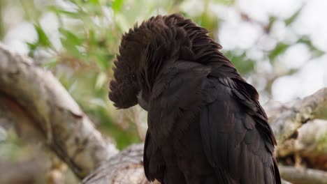 Glossy-black-cockatoo-preens-its-feathers-medium-close-up-shot-in-slow-motion