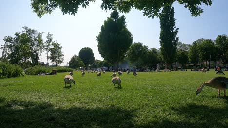 Swan-Geese-Gaggle-waddling-around-grazing-and-feeding-on-lawn-grass-in-at-Heidelberg-city-Park-with-People-in-Background