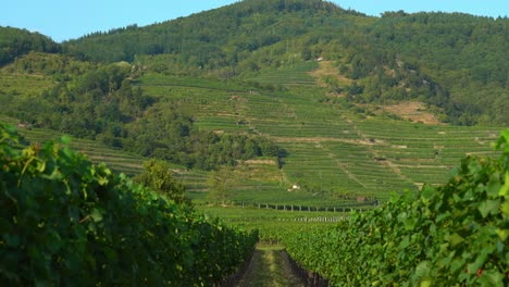 Rows-of-Vineyards-in-the-Wachau-region-of-Austria-During-Golden-Hour