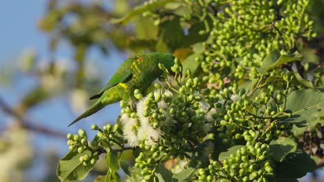 Scaly-breasted-lorikeet-feeding-on-gum-tree-flower-nectar