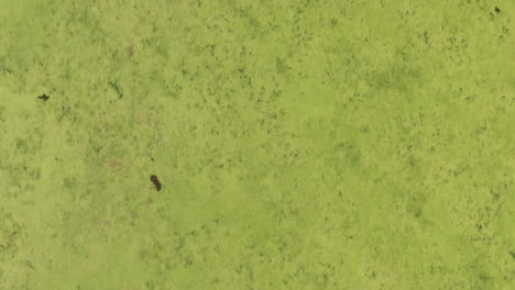 Overhead-green-toxic-algae-green-water-taking-over-wetland-and-river,-top-down