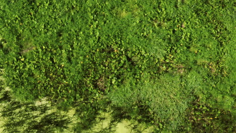 Toxic-Algae-marshland-top-down-view,-Trempealeau,-United-States,-forward