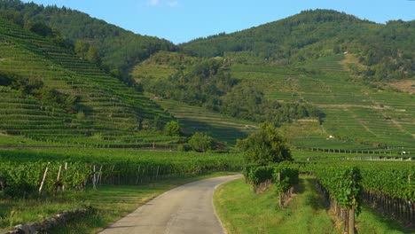 Street-That-Leads-Through-Vineyards-in-the-Wachau-region-of-Austria-During-Golden-Hour