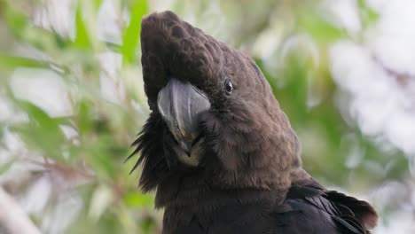 Closup-on-the-head-of-a-Glossy-black-cockatoo