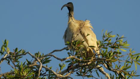 Ibis-Blanco-Australiano-También-Conocido-Como-Pollo-Bin-Encaramado-En-Lo-Alto-De-Un-árbol-De-Goma