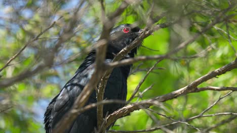 Common-koel-bird-with-red-eye-perched-in-a-green-tree