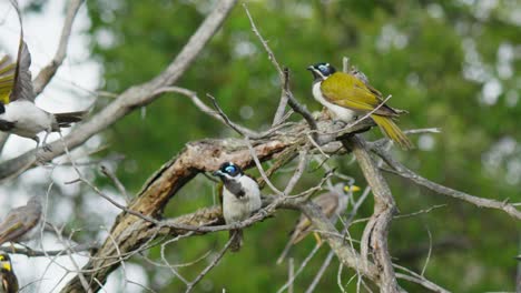 A-group-of-blue-faced-honeyeater-birds-in-a-dead-tree-branch-slow-motion