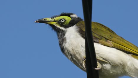 Closeup-of-a-juvenile-blue-faced-honeyeater-perched-on-a-powerline