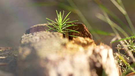 New-Life:-Slow-Pan-of-a-Plant-Sprouting-from-a-Cut-Off-Tree-Trunk,-Sunlit-4k