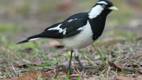 Close-up-of-magpie-lark-bird-with-attitude-in-Australia-walking-in-slow-motion