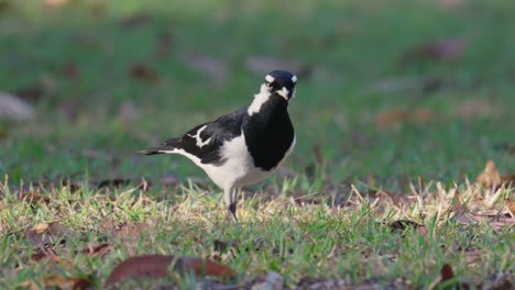 Magpie-lark-bird-with-attitude-walks-over-grass-in-slow-motion