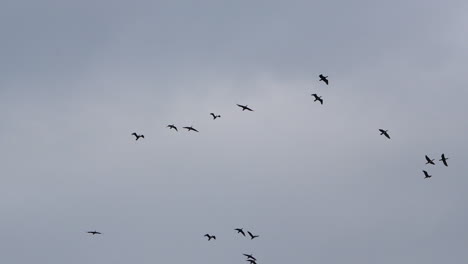 Silhouetted-Ducks-Flying-in-Formation-Against-Darkening-Sky
