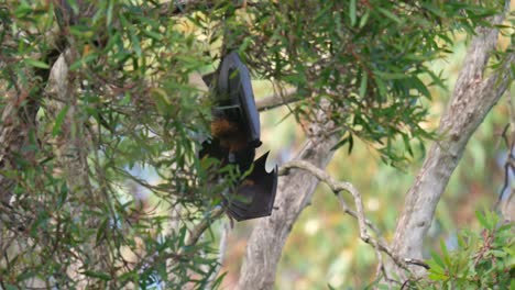Schlafende-Fliegenfuchs-Riesenfledermaus,-Die-Tagsüber-An-Einem-Baum-Hängt-Und-Ihren-Flügel-Leckt