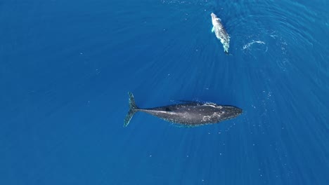 Luftaufnahme-Eines-Buckelwalweibchens-Mit-Seinem-Kalb,-Das-Im-Meer-Spielt---Moorea,-Französisch-Polynesien