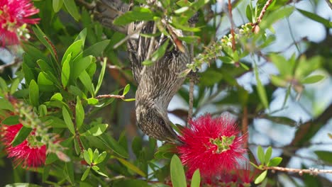 Little-wattlebird-feeding-on-bottle-brush-flower-nectar