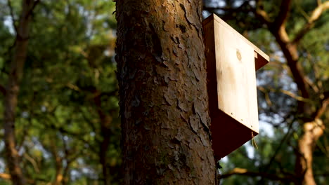 A-close-up-view-of-a-wooden-birdhouse-up-in-the-tree-with-a-forest-background-on-a-sunny-afternoon