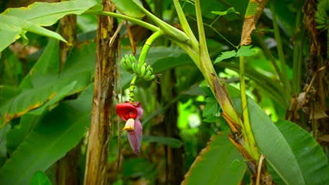 Banana-Flower-Plantation-Fruit-Tropical-Asia-4K-Nature
