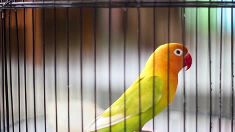 Schwarzflügel-Lovebird-Oder-Abessinier-Lovebird-In-Einem-Käfig
