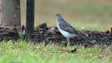 Noisy-miner-bird-foraging-on-the-ground-in-a-suburban-park