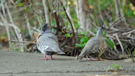 Pair-of-crested-pigeons-on-the-sidewalk-in-suburban-australia