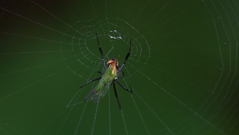 A-spider-eating-a-green-insect-on-its-web-deep-into-the-forest-while-the-camera-zooms-out,-Thailand