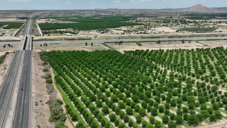 Aerial-View-of-Lush-Pecan-Orchards-in-Las-Cruces,-New-Mexico