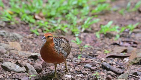 Moving-to-the-left-followed-by-the-camera-then-stops-to-scratch-its-head,-Ferruginous-Partridge-Caloperdix-oculeus,-Thailand