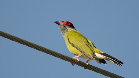 Male-fig-bird-perched-on-a-powerline-singing