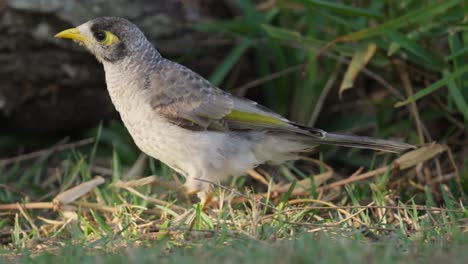 Noisy-miner-bird-looking-for-food-on-the-ground