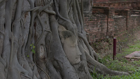 Buddha-head-in-the-tree-roots-at-Wat-Mahathat-temple-in-Ayutthaya,-Thailand