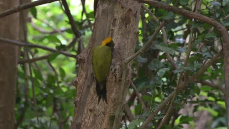 Zoom-out-of-this-bird-pecking-on-the-bark-of-a-dead-tree-looking-for-some-food-to-eat-deep-in-the-forest,-Greater-Yellownape-Chrysophlegma-flavinucha,-Thailand