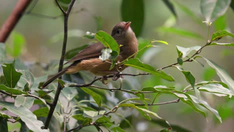 Alert-little-shrike-thrush-in-the-forest-undergrowth-in-Queensland,-Australia