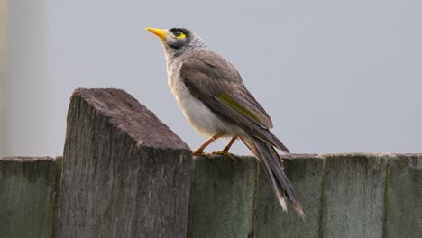 Noisy-miner-bird-perched-on-a-suburban-garden-fence-with-clean-background-and-copy-space