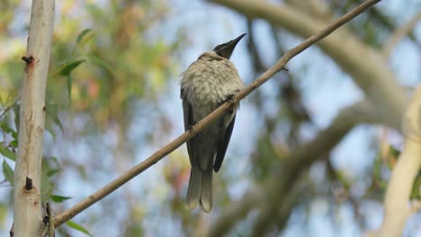 Noisy-friarbird-a-honeyeater-bird-of-Australia-perched-on-a-thin-branch