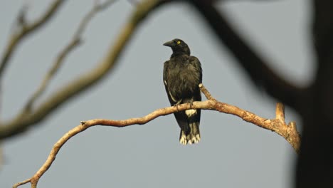 Pied-currawong-perched-on-a-dead-tree-branch
