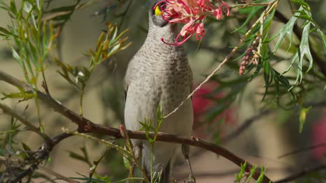 Noisy-miner-bird-eating-the-nectar-of-a-red-flower-in-Australia