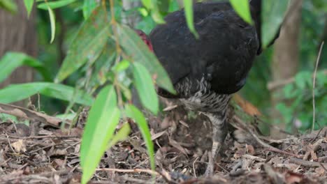 Australian-brush-turkey-scraping-and-tending-its-mound-in-the-forest-in-Australia-in-slow-motion